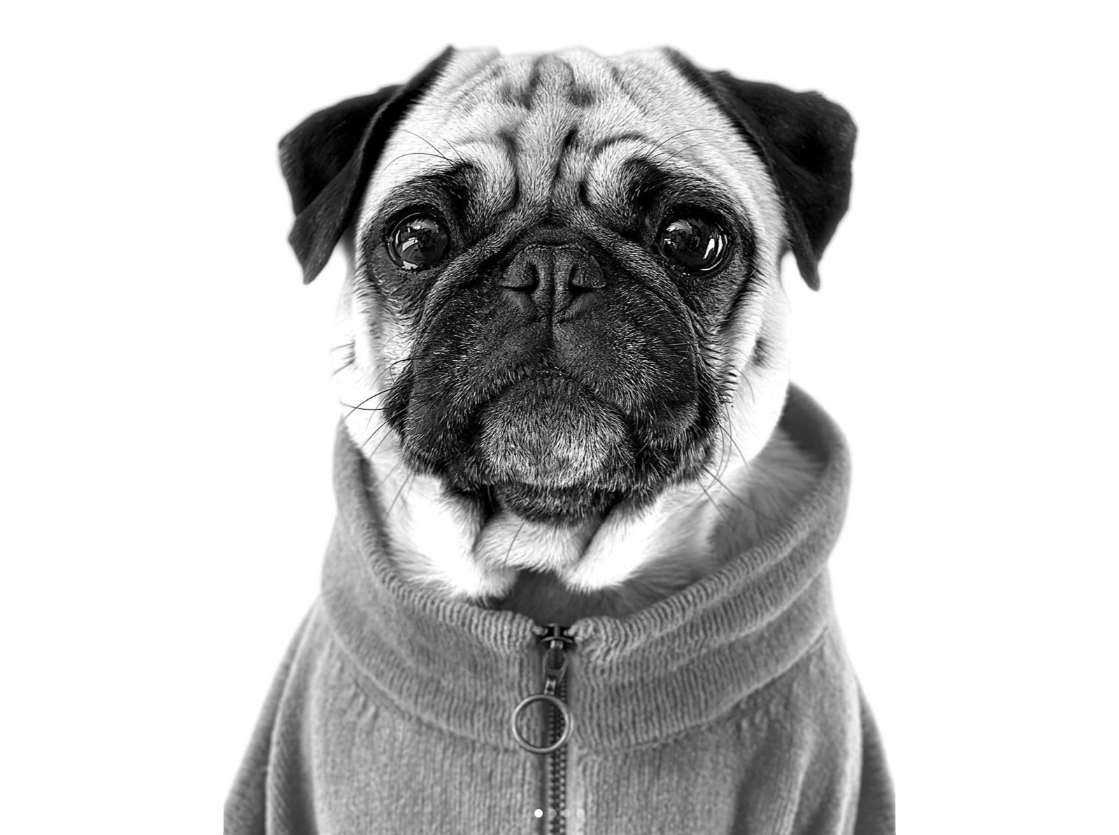Frankie hero pet portrait